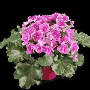 Meet your Posher, Daniela